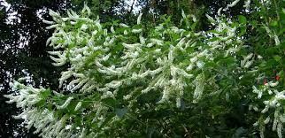 Trimming is recommended in order to produce a fuller shrub and should be done a few times a year. Sweet Almond In The Butterfly Garden