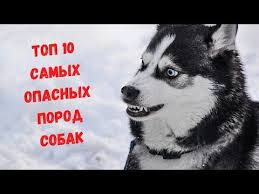 top 10 samyh opasnyh porod sobak opasnye sobaki youtube sobaki porody sobak zhivotnye