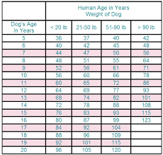 lifespans of dogs compared to humans