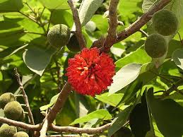 Image result for Broussonetia papyrifera