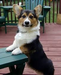 Black And Brown Corgi Pin By Jacqui Nelson On All Thing Corgi Corgi Corgi Dog Cute Animals