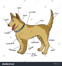 Pin On Vector Funny Cartoon Animals Cute Pets Microstock Graphics