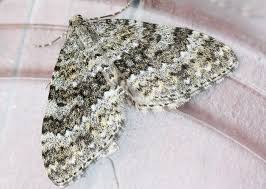 Image result for Entephria caesiata