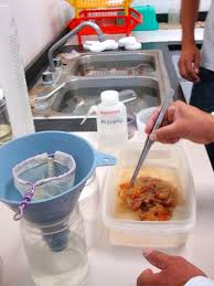 Bertha E. Lavaniegos's lab