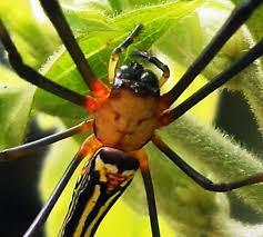 Holen sie sich ein 28.000 zweites orb spiders come out of stockvideo mit 24fps. Golden Silk Orb Weaver Spider Wallpapers Animal Hq Golden Silk Orb Weaver Spider Pictures 4k Wallpapers 2019