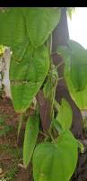 Image result for Dioscorea praehensilis