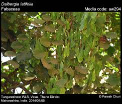 Image result for Dalbergia fischeri