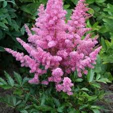 Astilbe Younique Cerise Shade Perennial Garden Shade Perennials Flowers Perennials
