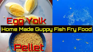 Home Made Guppy Fish Fry Food Youtube