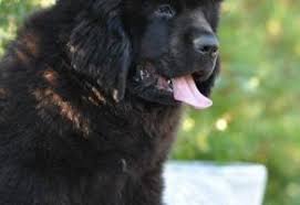 Satilik Newfoundland Yavrulari Http Newfoundland Yavruilani Com Satilik Newfoundland Yavrulari Newfoundland Kopek Yavru Kopek