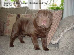 Miniature Shar Pei Pictures Shar Pei Dog Shar Pei Puppies Chinese Dog
