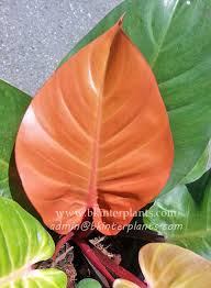 Very New Philodendron Orange Queen Very Beautiful Color Free Phyto Don T Miss Ebay Philodendron Plant Seedlings Philodendron Plant