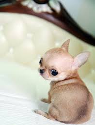 Apple Head Chihuahua Tout Petit Chien Chien Animaux