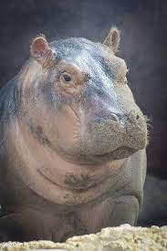 After overcoming major medical hurdles premature baby hippo fiona begins to thrive. Pin On Cincinnati