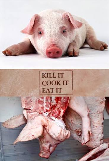 Kill It, Cook It, Eat It | TVmaze