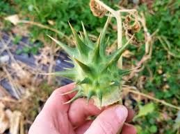 Image result for Datura ferox