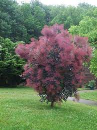 A Purple Smoke Tree A Favorite Of Ours Smoke Tree Smoke Bush Purple Shrubs