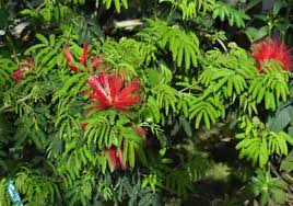 Image result for Calliandra tweedii