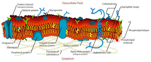 Fluid mosaic model of the plasma membrane