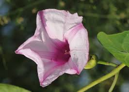 Image result for Stictocardia