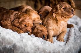 We breed f2b standard goldendoodles. Conway S Goldendoodle Pups Home Facebook
