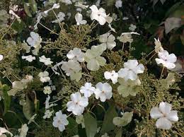 We did not find results for: Hydrangea Seemannii At Digging Dog Nursery