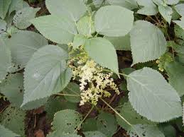 Wood Nettle Medicinal Helps Inflammation Plant Leaves Plants Foraging
