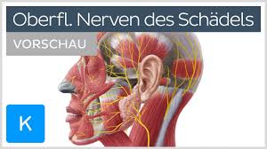Nervus cutaneus dorsalis medialis, nervus facialis) benannt, manchmal aber auch nach anatomischen besonderheiten (z.b. Schadel Und Gesicht Oberflachliche Nerven Vorschau Kenhub Youtube