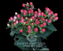 Image result for Hypericum