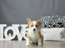 If you would like to reserve a cowboy corgi puppy from one of my next litters let me know. Jqtptbodhknkqm