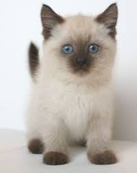 Funny Cats And Kittens Meowing Compilation 2014 Cats And Kittens Giveaway Toowoomba Qld Chat Mignon Chats Et Chatons Animaux Adorables