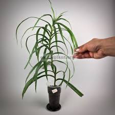 Image result for Pandanus candelabrum