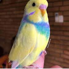 muhabbet kuslari on instagram daha fazla muhabbet kusu fotografi ve videosu icin muhhabetkuslari takip et muhab budgies bird pretty animals budgies