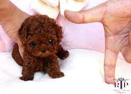 The Friendly Fur Top 10 Best Hypoallergenic Dog Breeds Teacup Poodle Puppies Cute Small Dogs Poodle Puppy