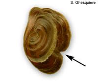 Oct 19, 2017 · if the shell smells rotten or foul, the snail has died. Snail Diseases And Problems