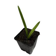 Image result for Phoenix pusilla