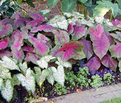 Read about how to grow caladium from gardening experts at burpee seeds. Caladiums Wisconsin Horticulture