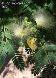 Image result for Albizia petersiana