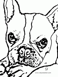 These downloadable boston terrier coloring pages are a great way for kids to keep themselves entertained while boosting their creativity and matching skills. Boston Terrier Coloring Page Coloring Home