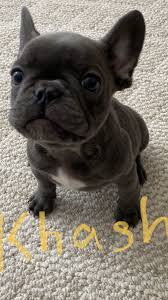 Brindle Black And Brown French Bulldog Akc French Bulldog Male Black Frenchieforsale Frenchie4sale Frenchbulldogforsale Frenchbulldog Frenchiebull In 2020 Brindle French Bulldog French Bulldog Bulldog
