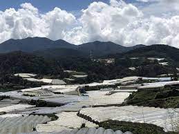 Последние твиты от cameron highlands (@cameronhighland). Cameron Highlands By Election Puts Spotlight On Pollution Woes Squeeze On Orang Asli Villages Se Asia News Top Stories The Straits Times
