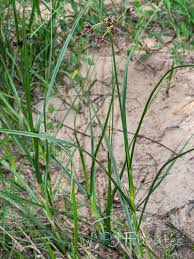 Image result for Bolboschoenus glaucus