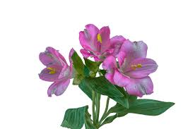 My favourite flower quotes and verses. Meaning Of Flowers 45 Flower Meanings Pictures Flower Glossary