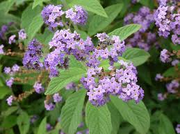 Image result for Heliotropium ciliatum