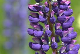 Maybe you would like to learn more about one of these? Sugar Hill New Hampshire The Granite State S Lupine Capital New England Today