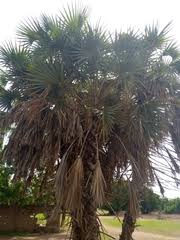 Image result for Oxygonum buchananii