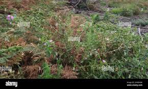 Image result for Teedia lucida