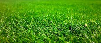 Get tips on fertilizing the yard, mulching, planting trees, weed control and picking a tree for your proper mowing reduces the need for fertilizer or weed control products. When To Fertilize Lawn Grass Fertilizer Tips
