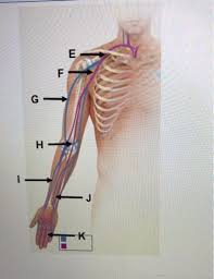 Feb 24, 2021 · blood clots are caused by a variety of things and can form in the leg, lung, or heart. Identify The Blood Vessel Labeled F Note You Must Chegg Com