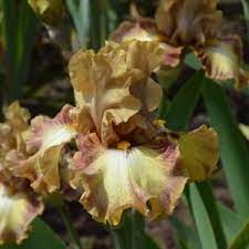 Dog Days Tb Iris Flowers Plants Bearded Iris